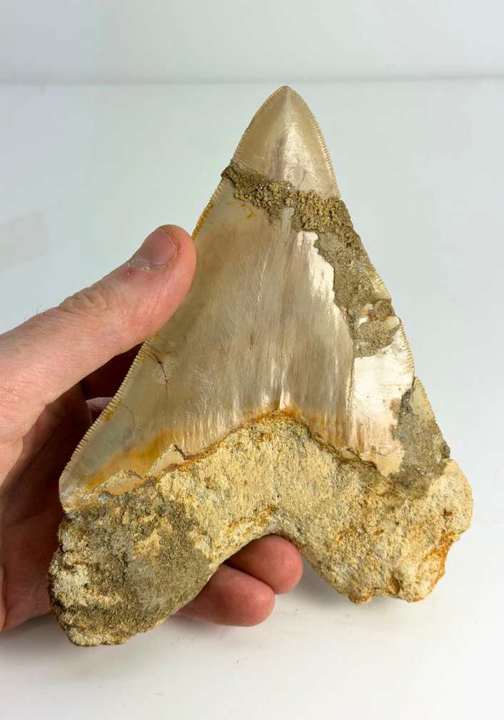 Dente di Megalodon ''The Prophet'' (Indonesia) -  15,2 cm