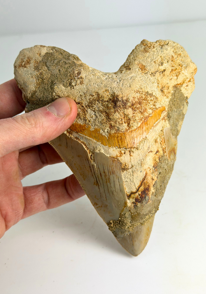 Diente de Megalodon 'The Prophet'' (Indonesia) -  15,2 cm