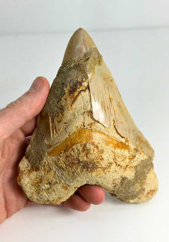 Diente de Megalodon 'The Prophet'' (Indonesia) -  15,2 cm