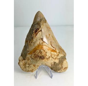 Dent de mégalodon ''The Prophet'' (Indonesien) -  15,2 cm