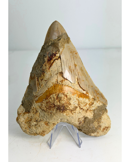 Diente de Megalodon 'The Prophet'' (Indonesia) - 15,2 cm