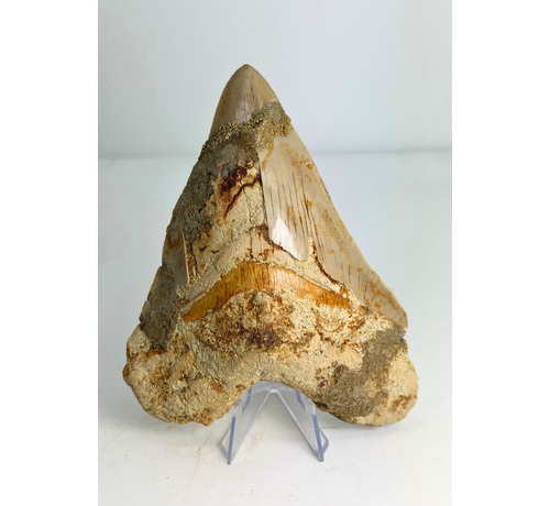 Megalodon-Zahn ''The Prophet'' (Indonesien) -  15,2 cm