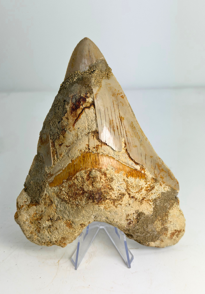 Diente de Megalodon 'The Prophet'' (Indonesia) -  15,2 cm