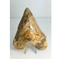 Megalodon tand ''The Prophet'' (Indonesië) -  15,2 cm