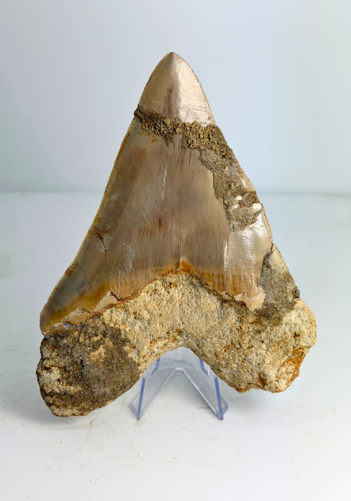 Diente de Megalodon 'The Prophet'' (Indonesia) -  15,2 cm