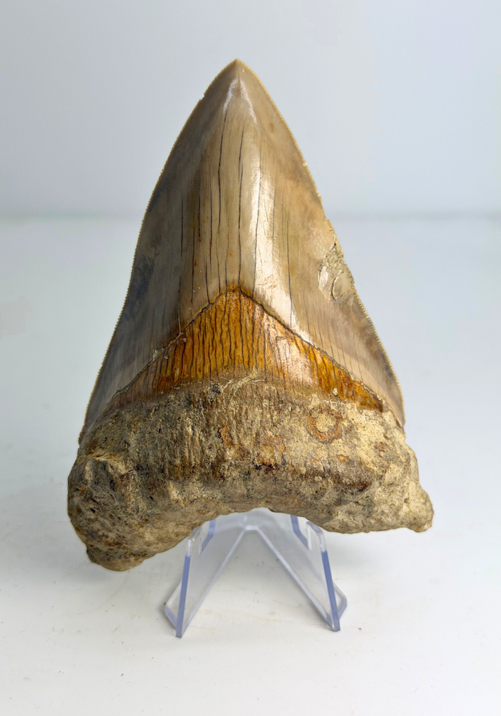 Megalodon Tooth "Mark of Integrity" (Indonesia) - 12,3 cm