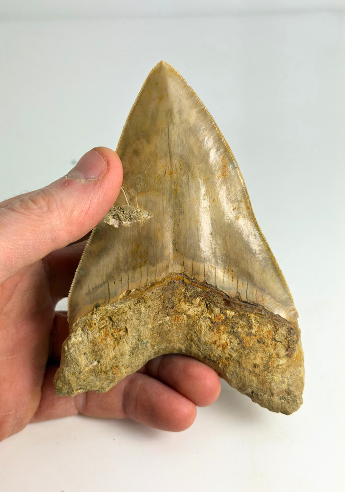 Dent de mégalodon "Mark of Integrity" (Indonésie) - 12,3 cm