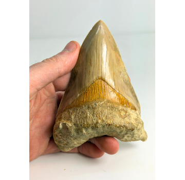 Dent de mégalodon "Mark of Integrity" (Indonésie) - 12,3 cm