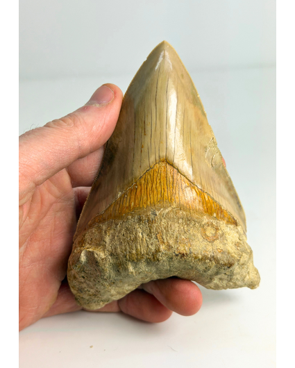Dente di megalodonte "Mark of Integrity" (Indonesia) - 12,3 cm