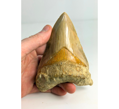 Megalodon-Zahn "Mark of Integrity" (Indonesien) - 12,3 cm