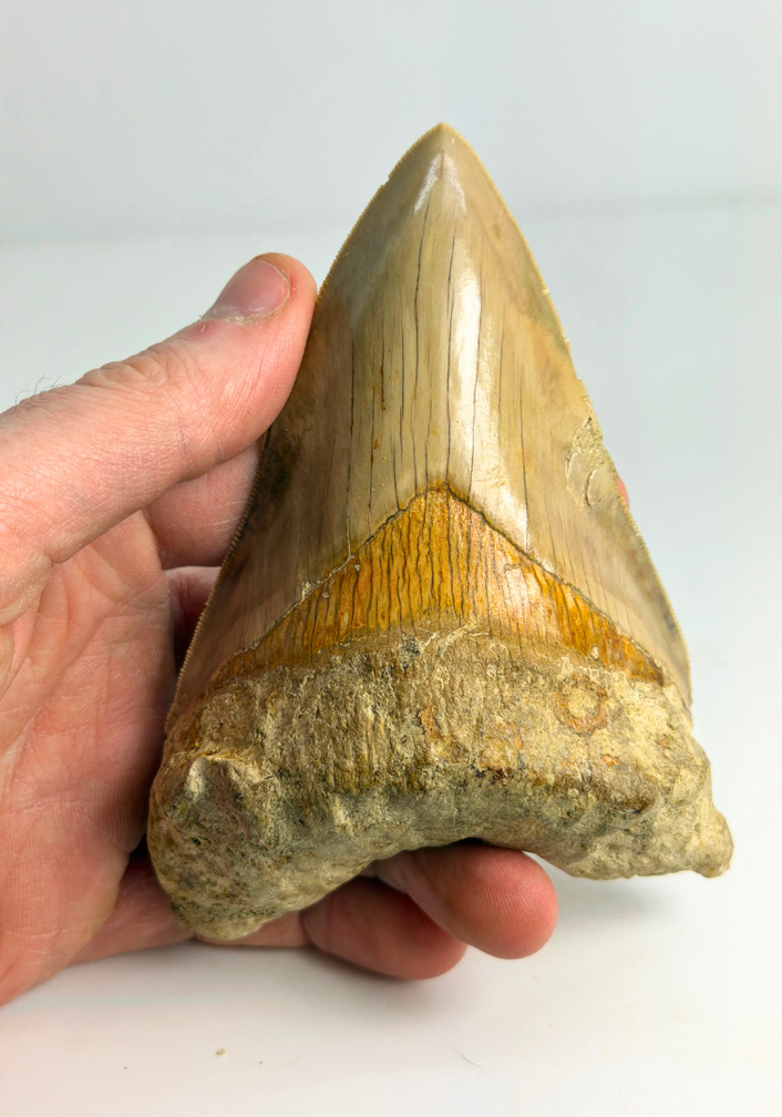 Dent de mégalodon "Mark of Integrity" (Indonésie) - 12,3 cm