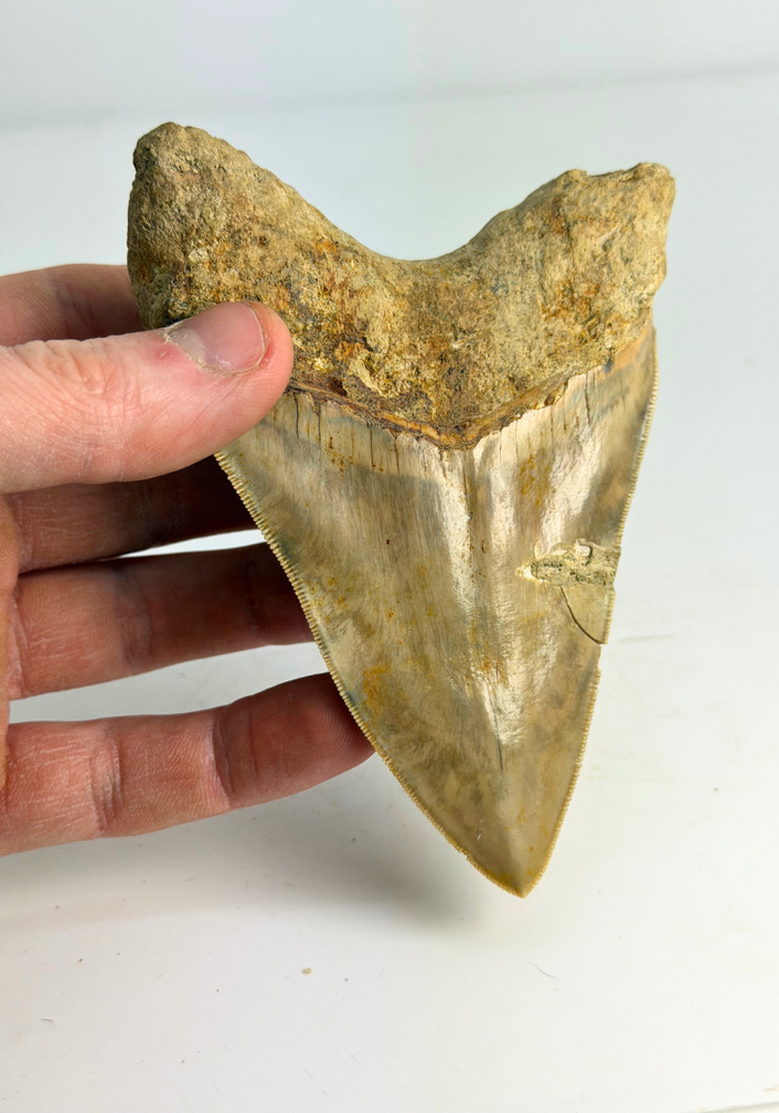 Megalodon Tand "Mark of Integrity" (Indonesië) - 12,3 cm