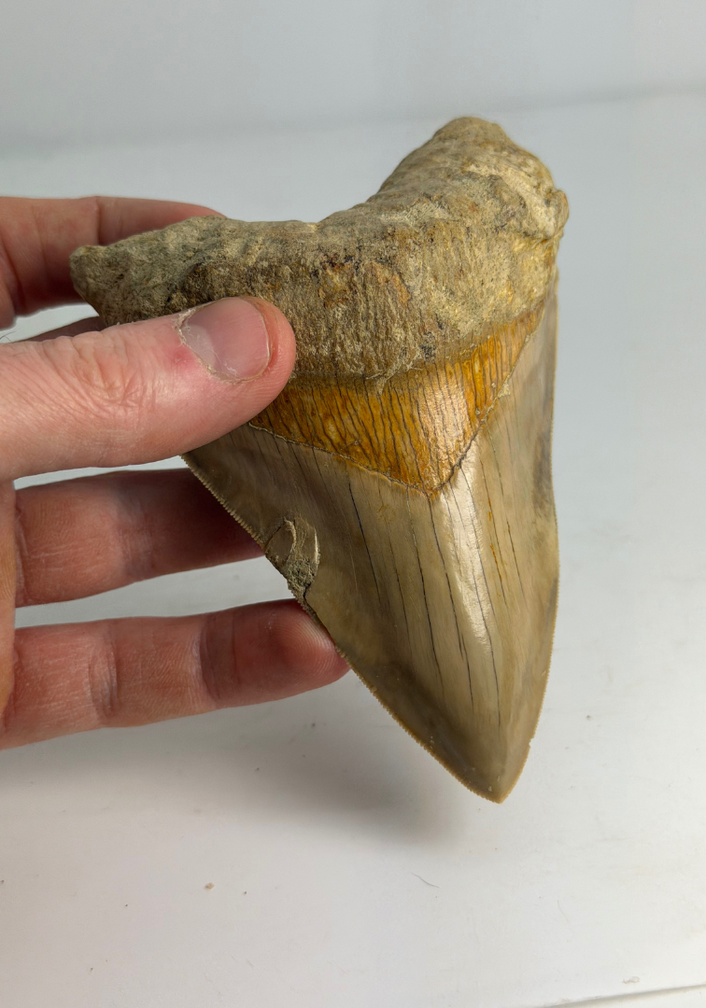 Dente di megalodonte "Mark of Integrity" (Indonesia) - 12,3 cm