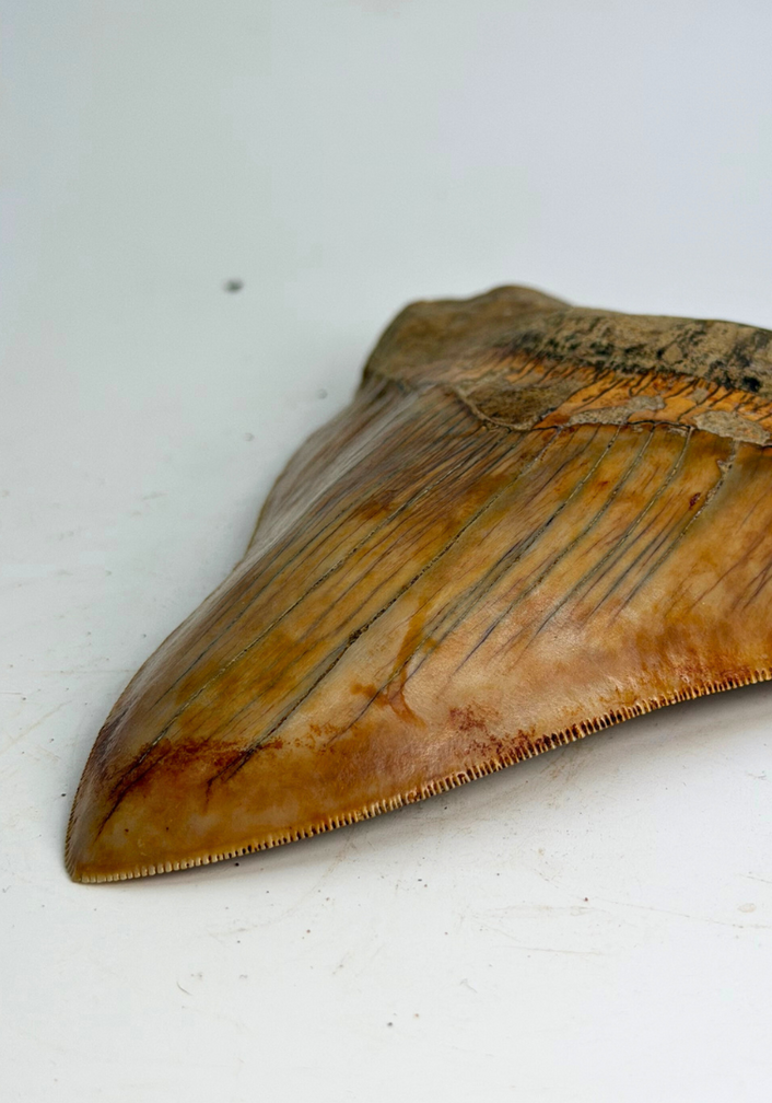 Megalodon Tooth "Mark of Willpower" (Indonesia) - 13,9 cm