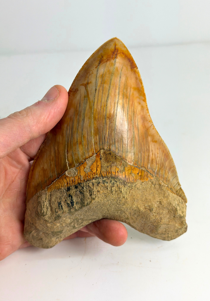 Megalodon-Zahn "Mark of Willpower" (Indonesien) - 13,9 cm