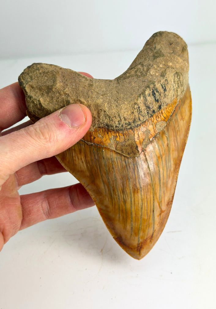 Megalodon Tand "Mark of Willpower" (Indonesië) - 13,9 cm