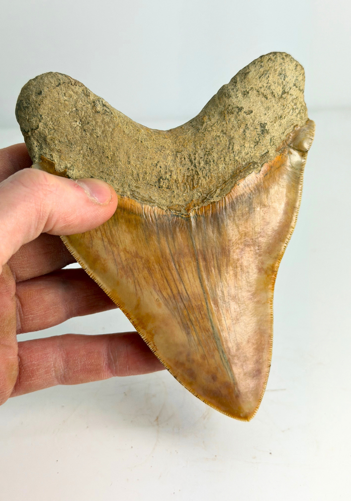 Dent de mégalodon "Mark of Willpower" (Indonésie) - 13,9 cm