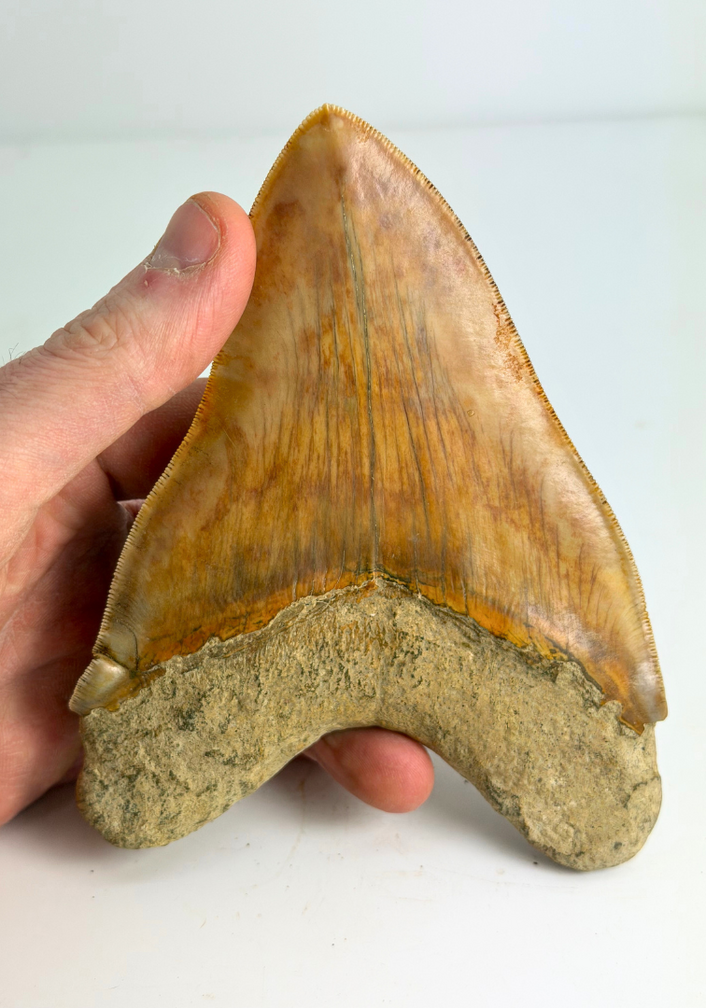 Megalodon Tooth "Mark of Willpower" (Indonesia) - 13,9 cm