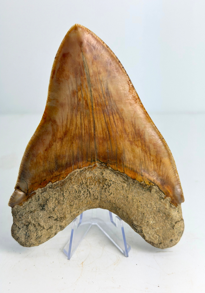 Megalodon Tand "Mark of Willpower" (Indonesië) - 13,9 cm