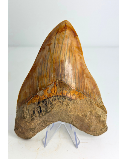Megalodon Tooth "Mark of Willpower" (Indonesia) - 13,9 cm