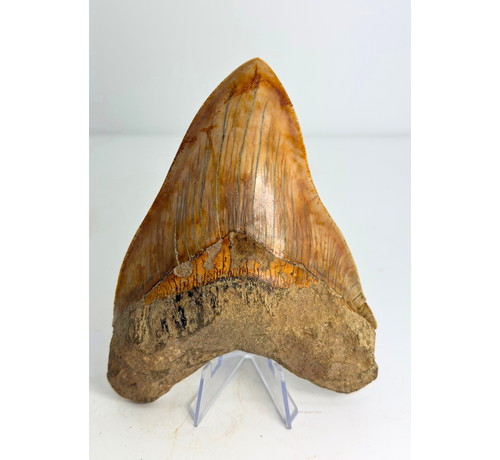 Megalodon Tand "Mark of Willpower" (Indonesië) - 13,9 cm