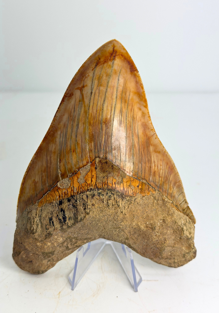 Megalodon Tooth "Mark of Willpower" (Indonesia) - 13,9 cm
