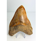 Megalodon Tand "Mark of Willpower" (Indonesië) - 13,9 cm