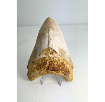 Dent de mégalodon ''Elder Spear'' (Indonésie) - 12,5 cm