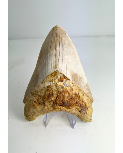 Diente de Megalodon ''Elder Spear'' (Indonesia) - 12,5 cm