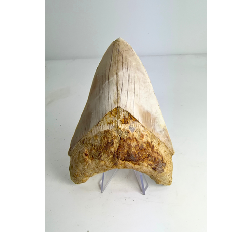Megalodon tand ''Elder Spear'' (Indonesië) - 12,5 cm