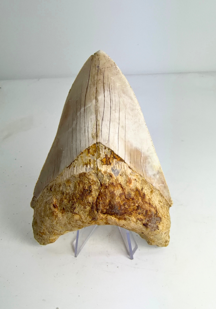 Megalodon tooth ‘’Elder Spear‘’ (Indonesia) - 12,5 cm