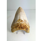 Megalodon tand ''Elder Spear'' (Indonesië) - 12,5 cm
