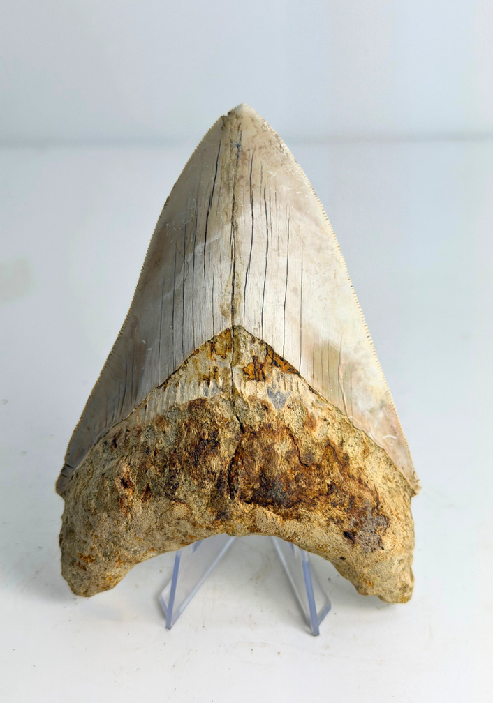 Dente di megalodonte ''Elder Spear'' (Indonesia) - 12,5 cm