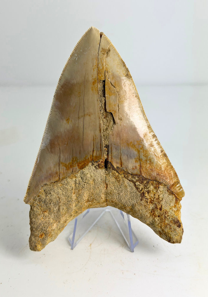 Diente de Megalodon ''Elder Spear'' (Indonesia) - 12,5 cm