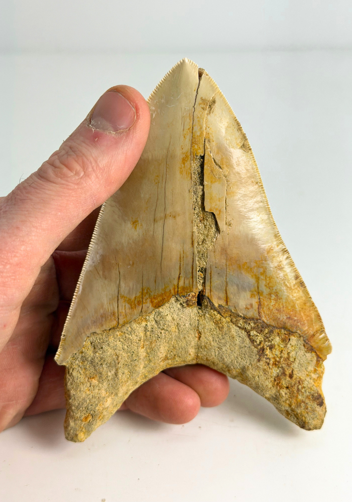 Dent de mégalodon ''Elder Spear'' (Indonésie) - 12,5 cm