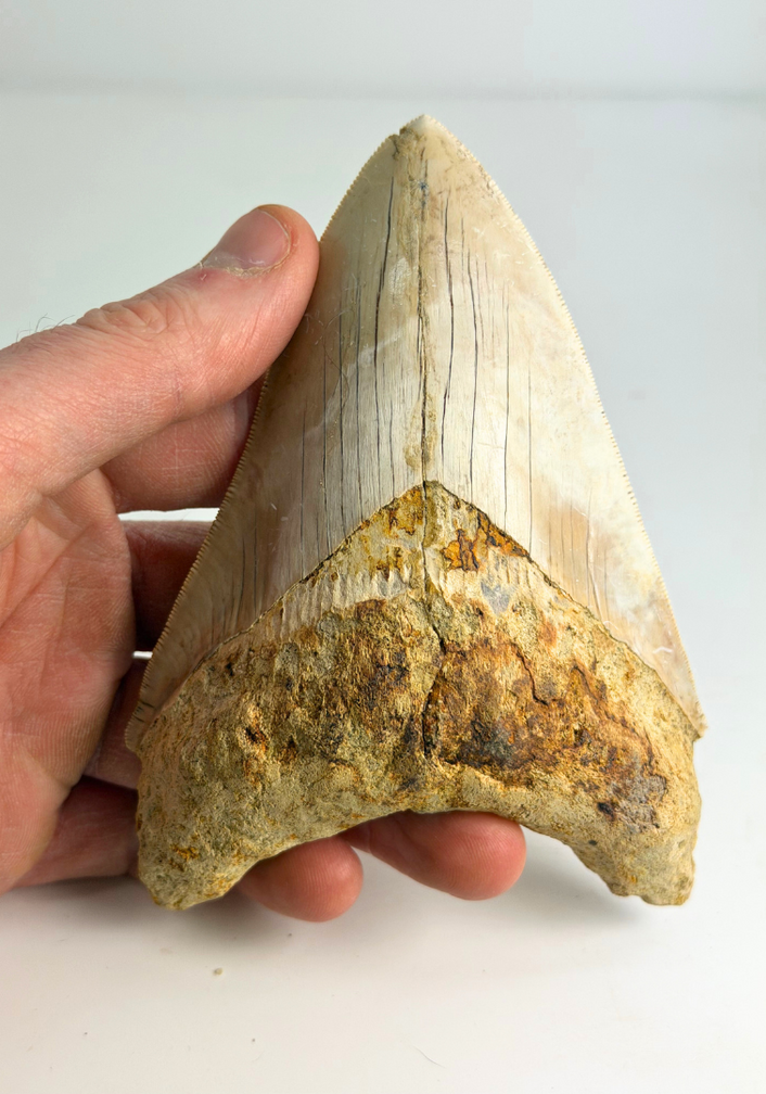 Diente de Megalodon ''Elder Spear'' (Indonesia) - 12,5 cm