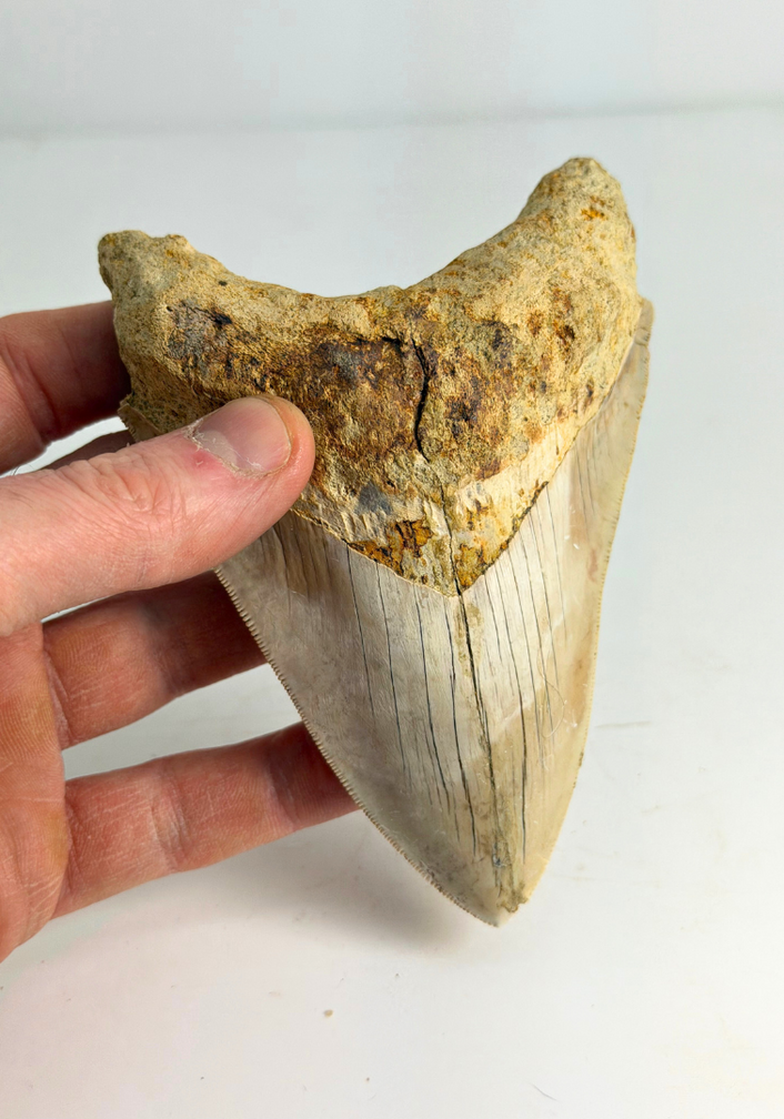 Megalodon tooth ‘’Elder Spear‘’ (Indonesia) - 12,5 cm