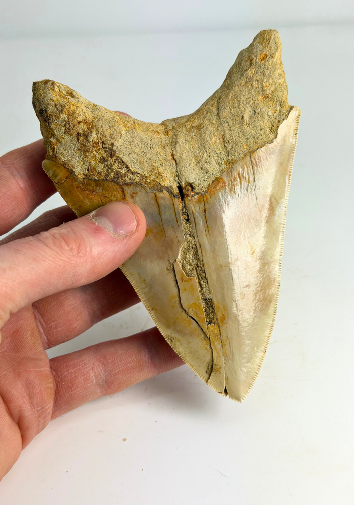 Diente de Megalodon ''Elder Spear'' (Indonesia) - 12,5 cm