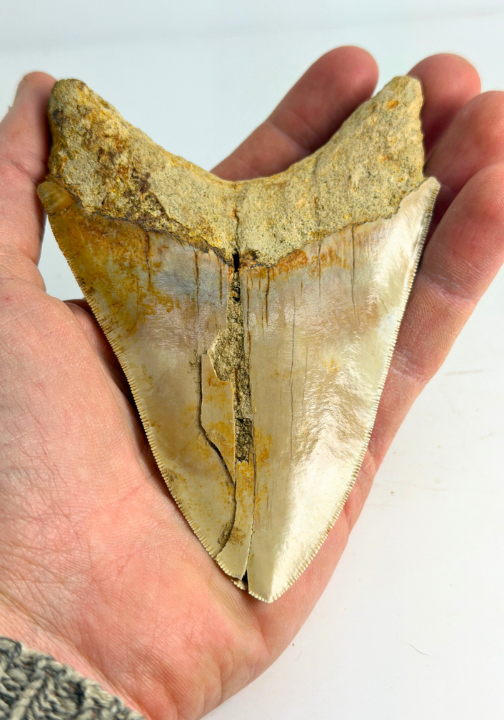 Dent de mégalodon ''Elder Spear'' (Indonésie) - 12,5 cm