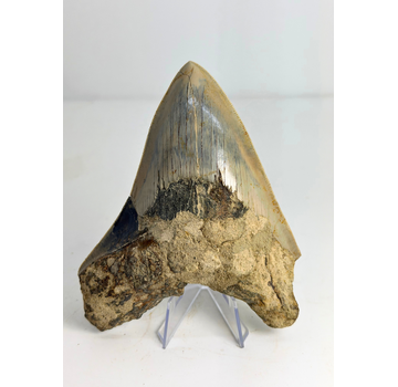 Dente di megalodonte “The Sunken One” (Indonesia) - 13 cm