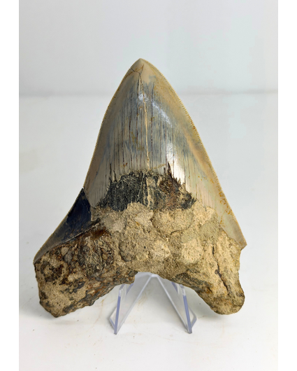 Megalodon Tooth ‘The Sunken One’ (Indonesia) - 13 cm