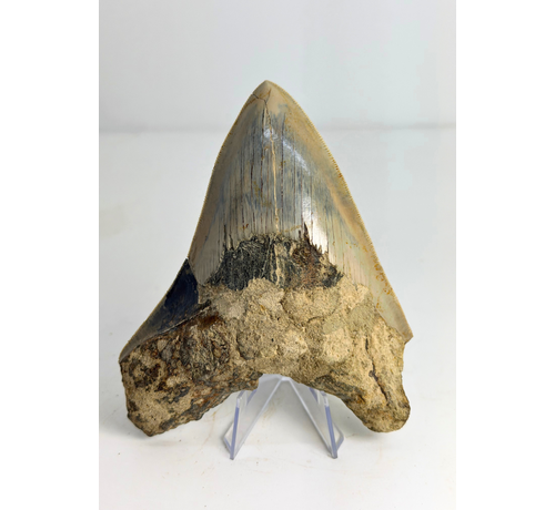 Megalodon Tooth ‘The Sunken One’ (Indonesia) - 13 cm