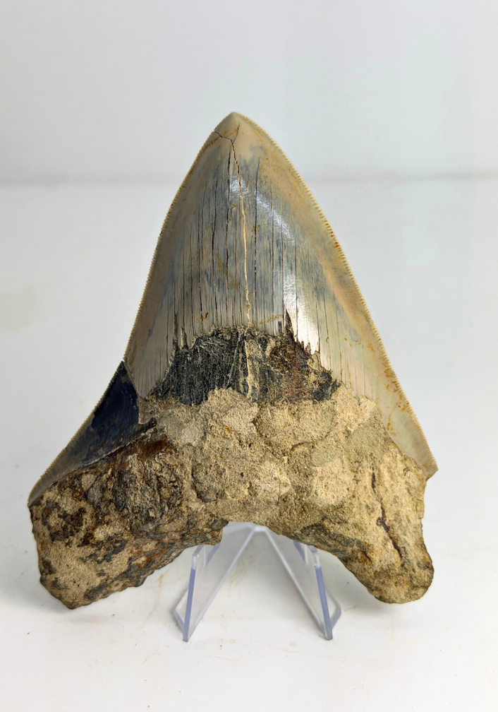 Dent de mégalodon « The Sunken One » (Indonésie) - 13 cm