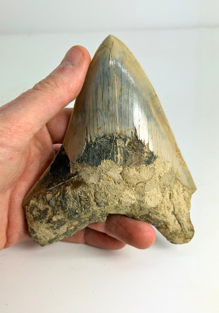 Megalodon-Zahn „Der Versunkene“ (Indonesien) - 13 cm