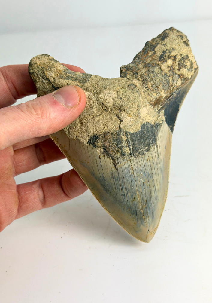 Megalodon-Zahn „Der Versunkene“ (Indonesien) - 13 cm