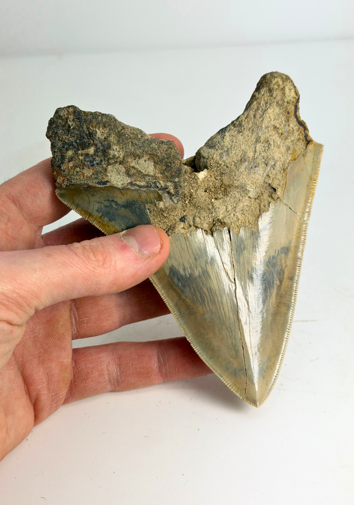 Dente di megalodonte “The Sunken One” (Indonesia) - 13 cm