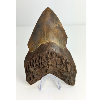 Dente di Megalodon vulcanico ''Core of Darkness'' - 15 cm