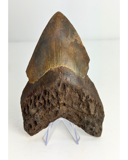 Volcanic Megalodon tooth ''Core of Darkness'' - 15 cm