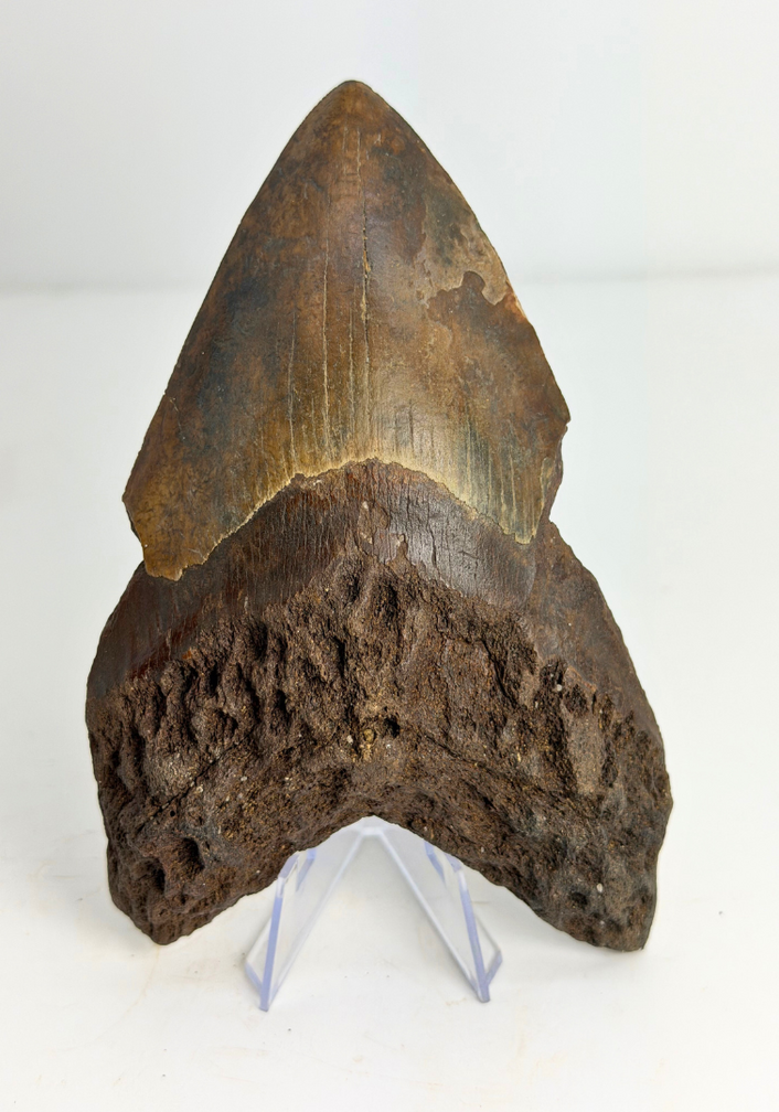 Vulkanische Megalodon tand ''Core of Darkness'' - 15 cm