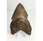 Dente di Megalodon vulcanico ''Core of Darkness'' - 15 cm